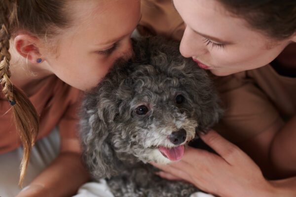 Aussiedoodle Puppy Cuddling Affectionately With Two Owners