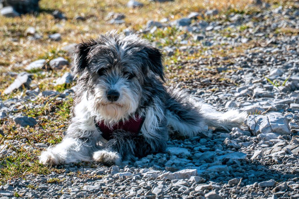 Aussiedoodle Relaxing On Rocky Ground