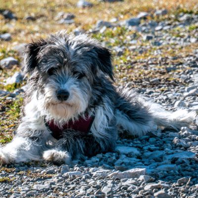Aussiedoodle