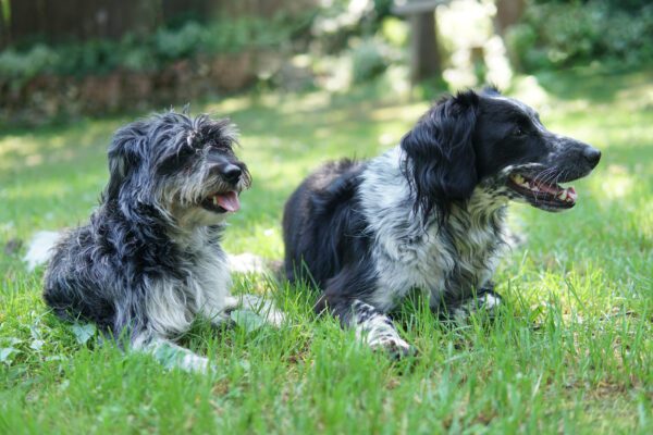 Aussiedoodle Resting Together On Grass With Another Dog