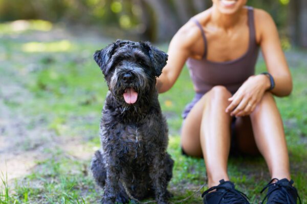 Aussiedoodle Sitting Happily Beside Owner Outdoors