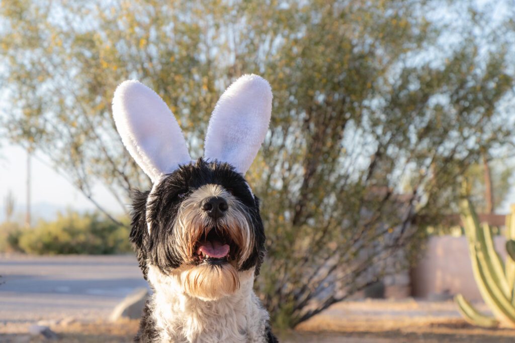 How to Adopt an Aussiedoodle