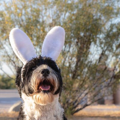 Aussiedoodle