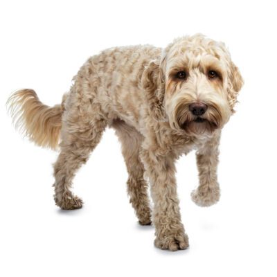 Australian Labradoodle