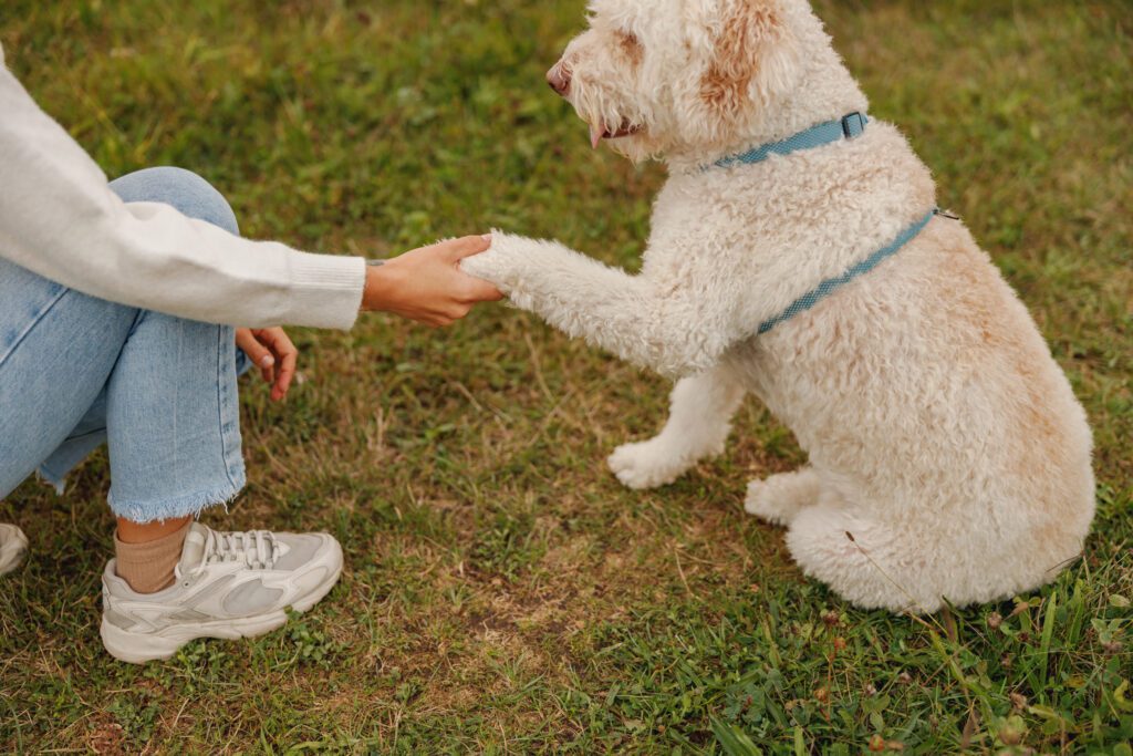 Australian Labradoodle Giving Paw To Owner During Training