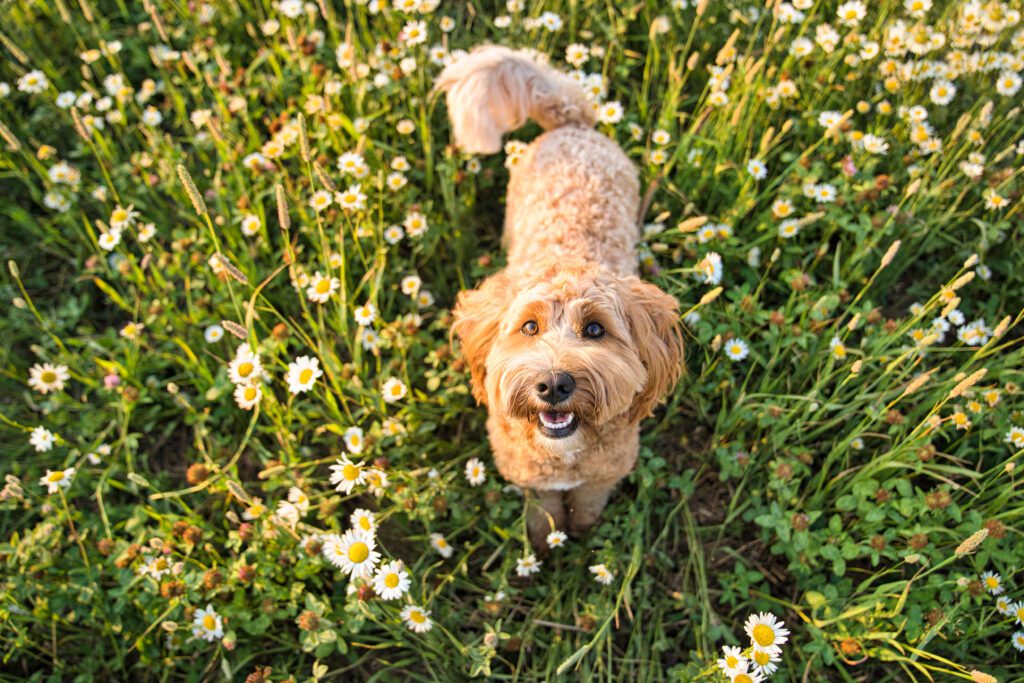 Australian Labradoodle Looking Happily Up From Flower Field