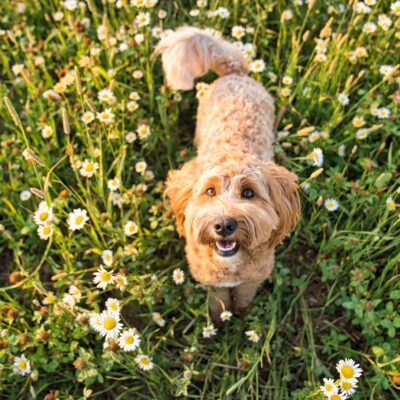 Australian Labradoodle