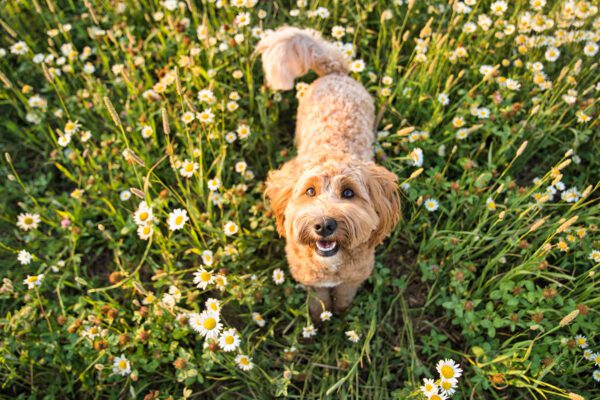 Australian Labradoodle Looking Happily Up From Flower Field