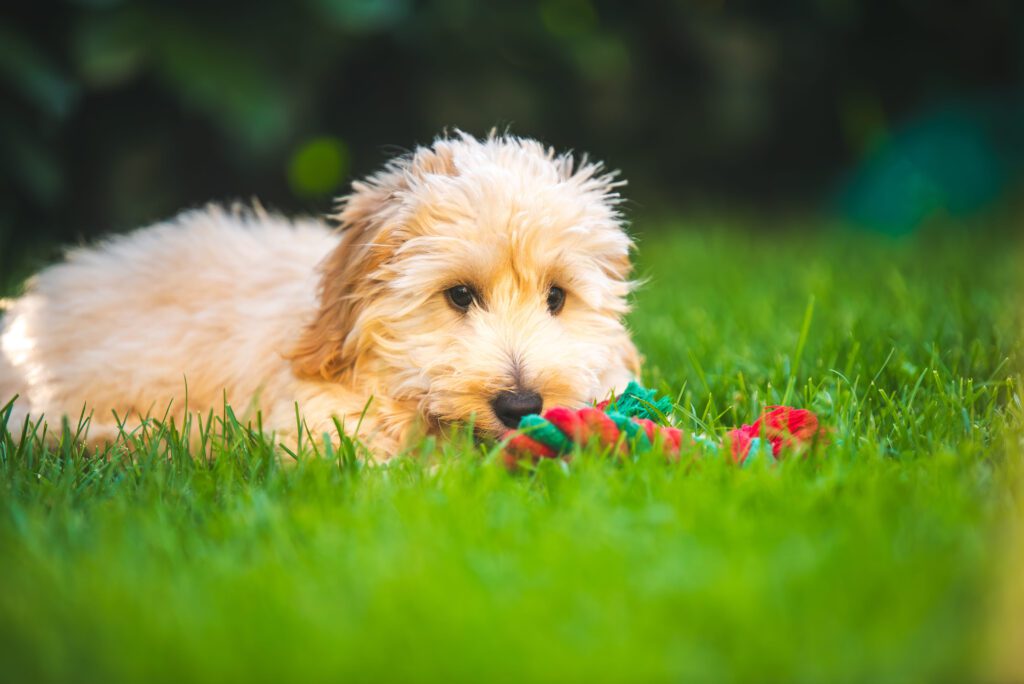 How to Adopt an Australian Labradoodle