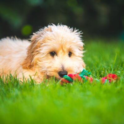 Australian Labradoodle