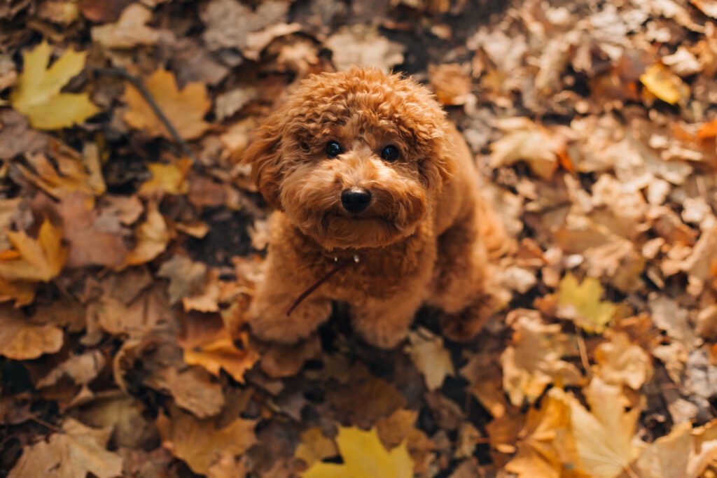 Australian Labradoodle Puppy Sitting In Autumn Leaves