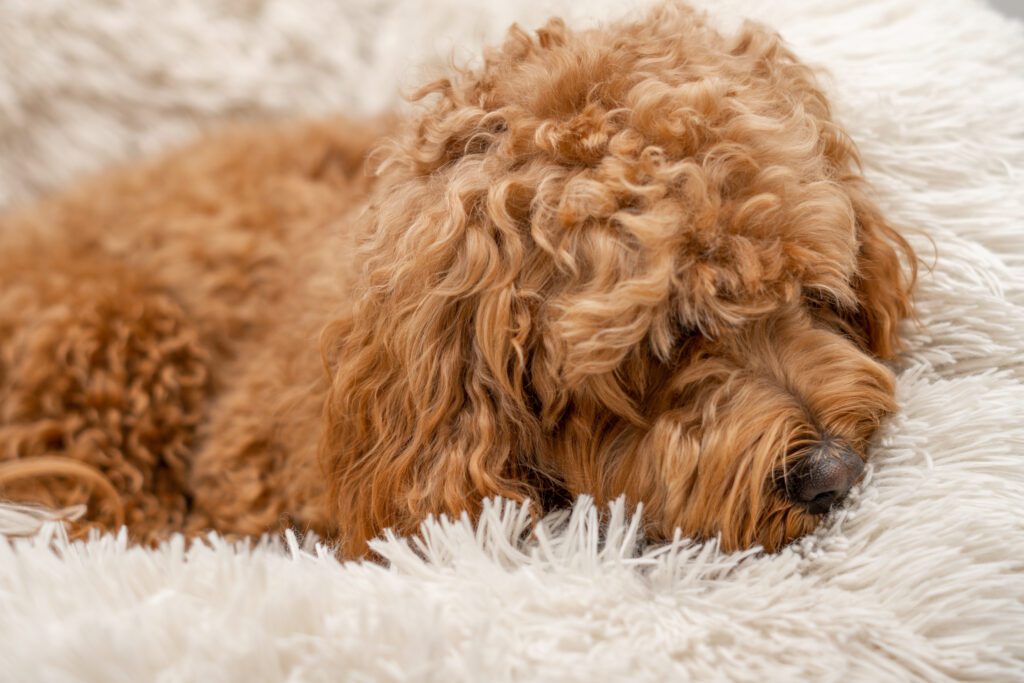 Australian Labradoodle Resting Peacefully On Soft Blanket