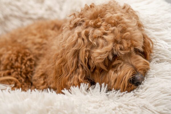Australian Labradoodle Resting Peacefully On Soft Blanket