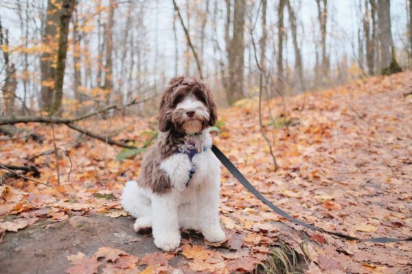 Australian Labradoodle Sitting Calmly On Leash Outdoors