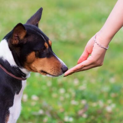 Basenji