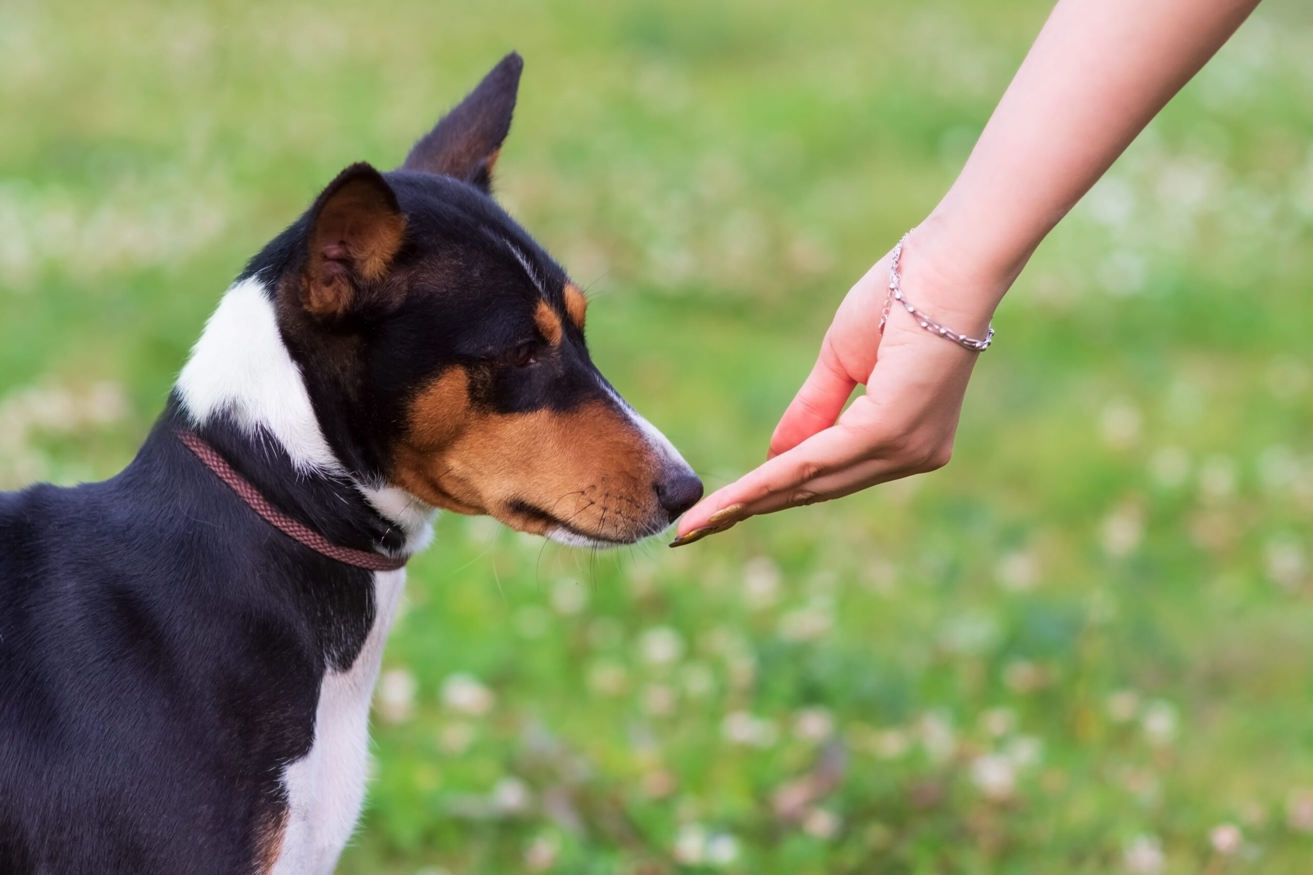 Basenji Adoption Guide