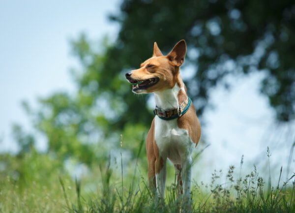 Basenji Looking Alert Outdoors