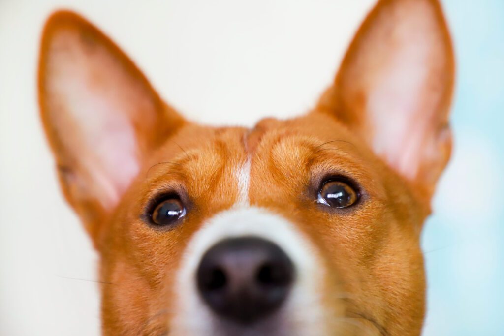 Basenji Looking Curiously Toward Camera