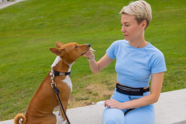 Basenji Receiving Treat From Owner