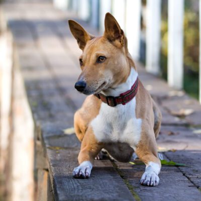 Basenji