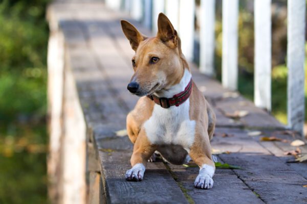 Basenji Resting Calmly On Wooden Path