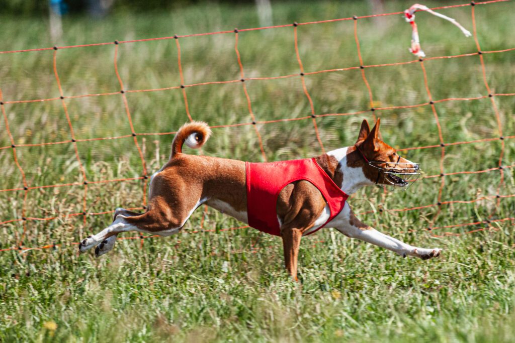 Basenji Running Playfully In Grassy Field