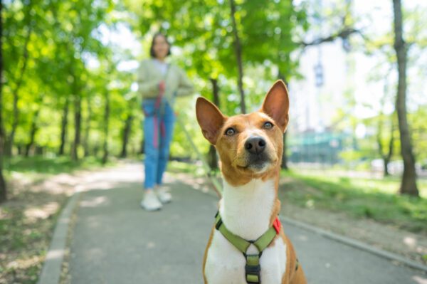Basenji Standing Attentively During Walk With Its Owner