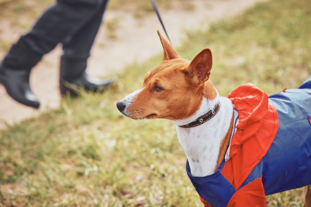Basenji Walking Calmly On Leash