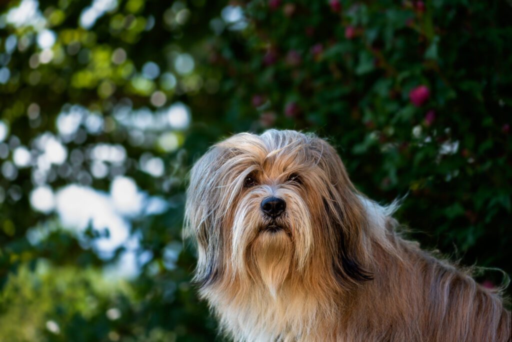 Bearded Collie Looking Attentively Toward Camera