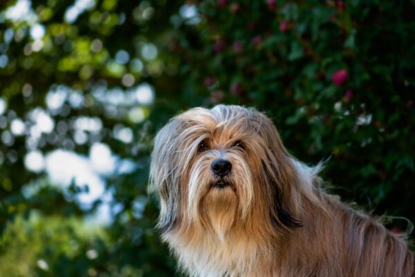 Bearded Collie Looking Attentively Toward Camera