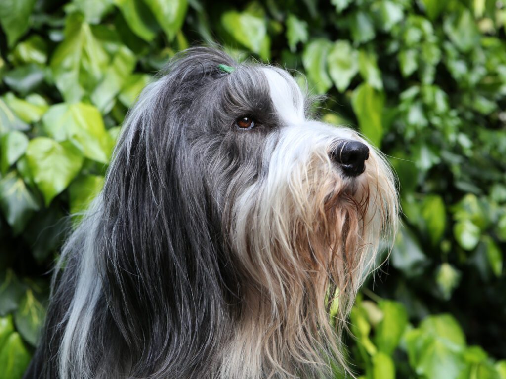 Bearded Collie Looking Calmly To The Side In Portrait