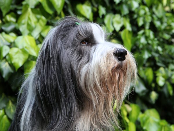 Bearded Collie Looking Calmly To The Side In Portrait