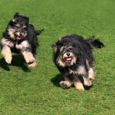 Bearded Collie