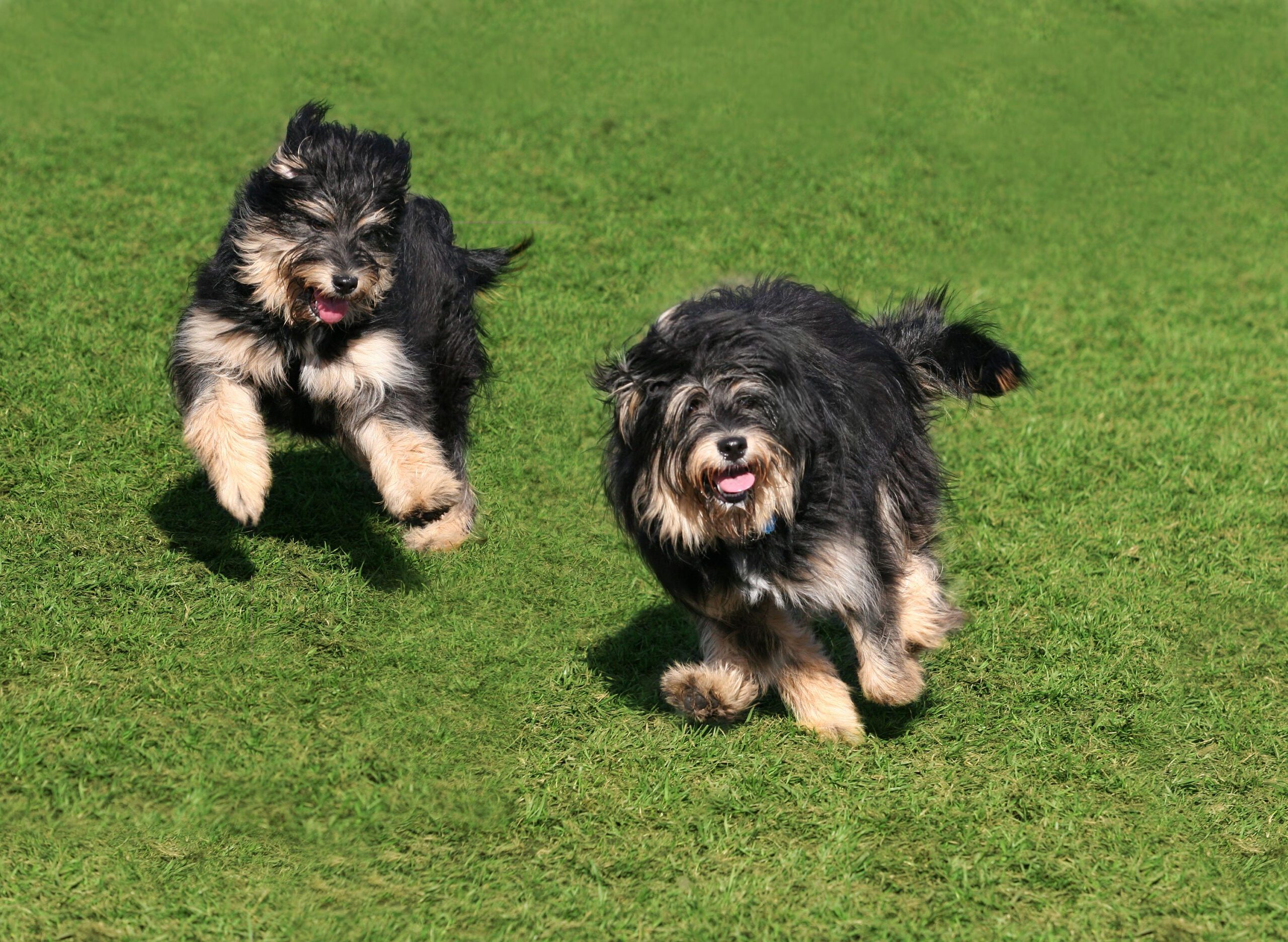 Bearded Collie Adoption Guide