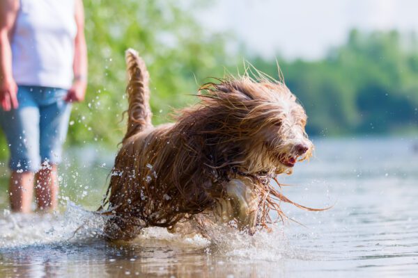 Bearded Collie Shaking Water Playfully Outdoors