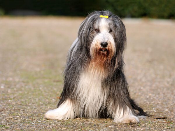 Bearded Collie Sitting Alert With Long Shaggy Coat