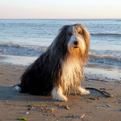 Bearded Collie