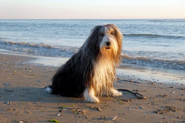 Bearded Collie Sitting Peacefully Near Water