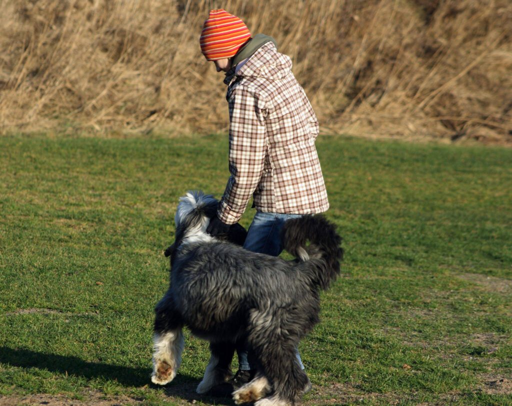 Bearded Collie Walking Happily Beside Owner