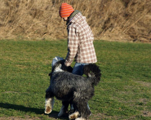 Bearded Collie Walking Happily Beside Owner