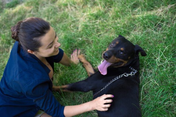 Beauceron Enjoying Playtime With Female Owner