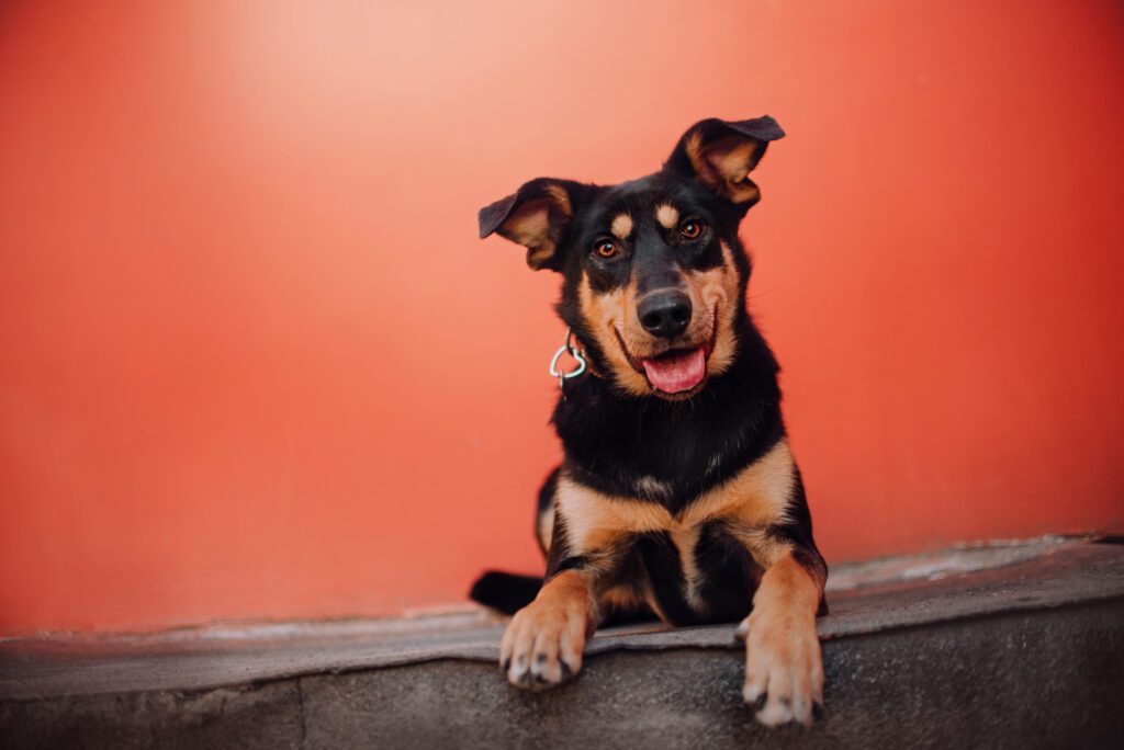 Beauceron Looking Attentively At Camera