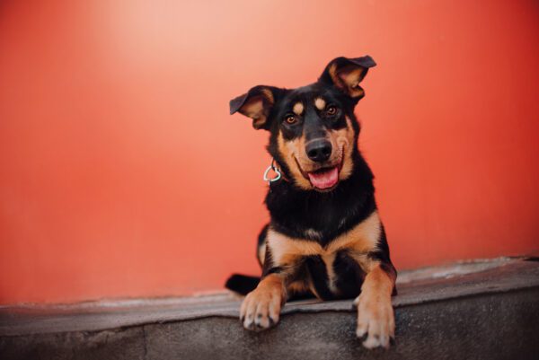 Beauceron Looking Attentively At Camera