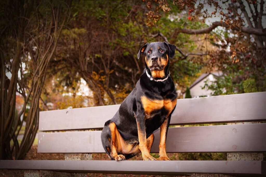 Beauceron Sitting Calmly On Wooden Bench