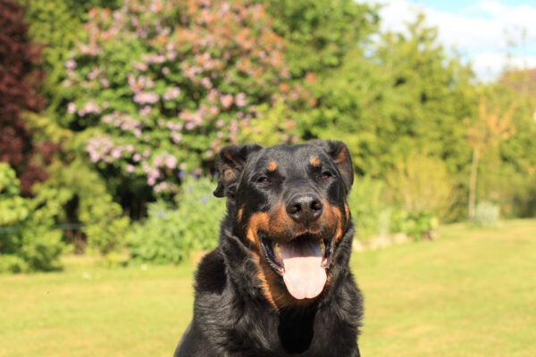 Beauceron Sitting Confidently Outdoors