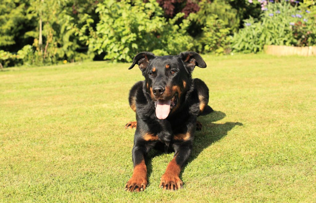 Beauceron Sitting Playfully On Grass