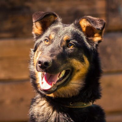 Beauceron
