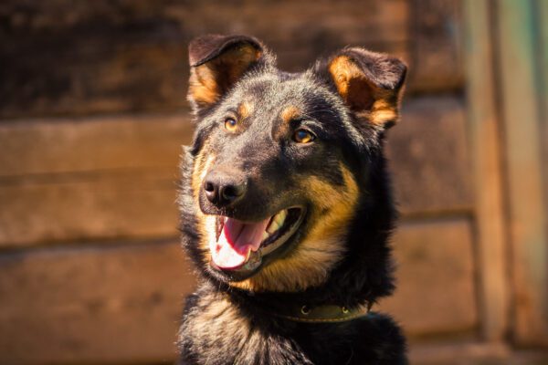 Beauceron Smiling In Close Up Portrait