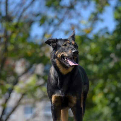 Beauceron