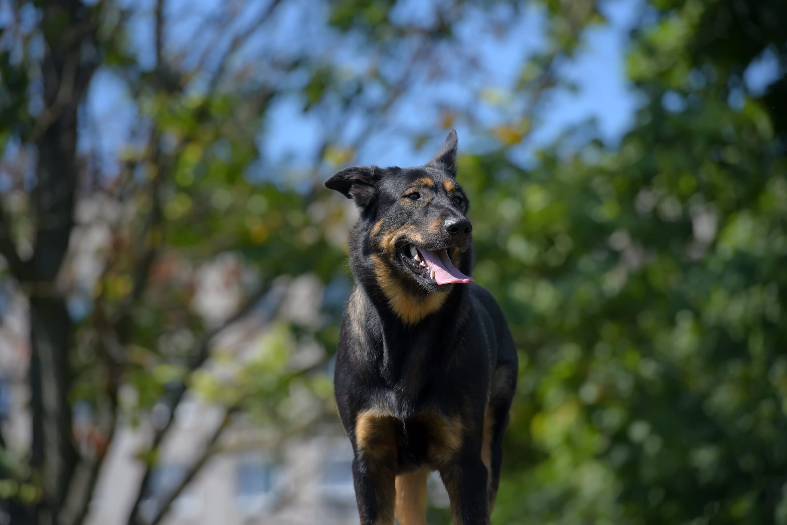 Beauceron Adoption Guide